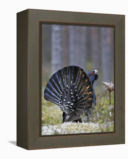 Male Capercaillie (Tetrao Urogallus) Displaying, Jalasjarvi, Finland, April-Markus Varesvuo-Framed Premier Image Canvas