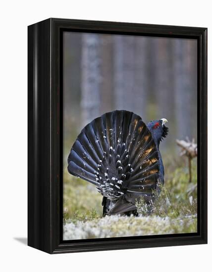 Male Capercaillie (Tetrao Urogallus) Displaying, Jalasjarvi, Finland, April-Markus Varesvuo-Framed Premier Image Canvas