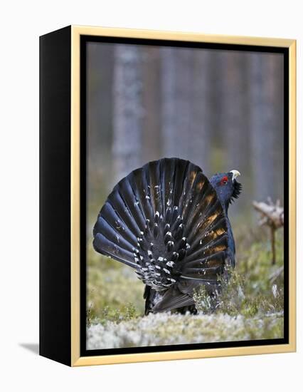 Male Capercaillie (Tetrao Urogallus) Displaying, Jalasjarvi, Finland, April-Markus Varesvuo-Framed Premier Image Canvas