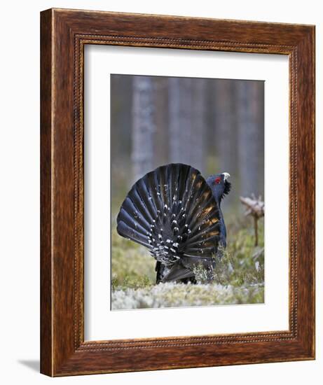 Male Capercaillie (Tetrao Urogallus) Displaying, Jalasjarvi, Finland, April-Markus Varesvuo-Framed Photographic Print