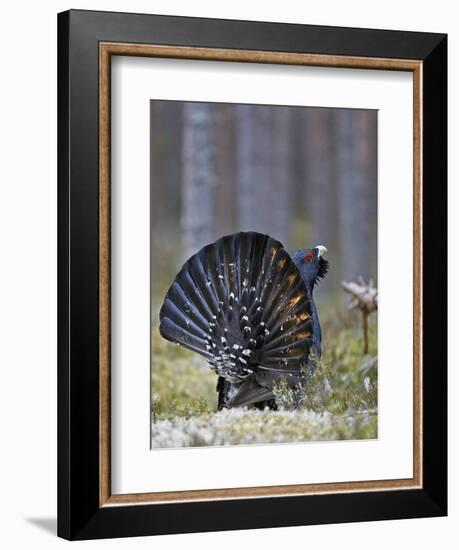 Male Capercaillie (Tetrao Urogallus) Displaying, Jalasjarvi, Finland, April-Markus Varesvuo-Framed Photographic Print