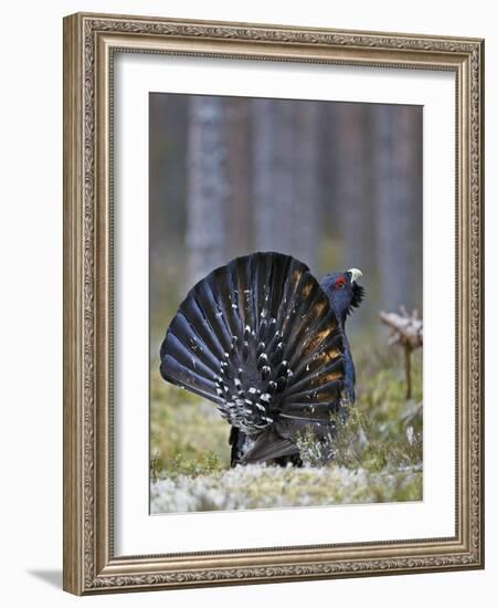 Male Capercaillie (Tetrao Urogallus) Displaying, Jalasjarvi, Finland, April-Markus Varesvuo-Framed Photographic Print