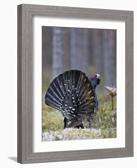 Male Capercaillie (Tetrao Urogallus) Displaying, Jalasjarvi, Finland, April-Markus Varesvuo-Framed Photographic Print