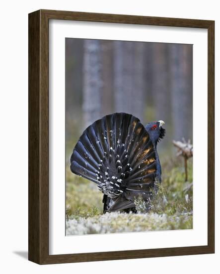 Male Capercaillie (Tetrao Urogallus) Displaying, Jalasjarvi, Finland, April-Markus Varesvuo-Framed Photographic Print