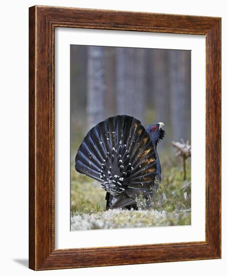 Male Capercaillie (Tetrao Urogallus) Displaying, Jalasjarvi, Finland, April-Markus Varesvuo-Framed Photographic Print