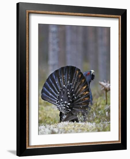 Male Capercaillie (Tetrao Urogallus) Displaying, Jalasjarvi, Finland, April-Markus Varesvuo-Framed Photographic Print