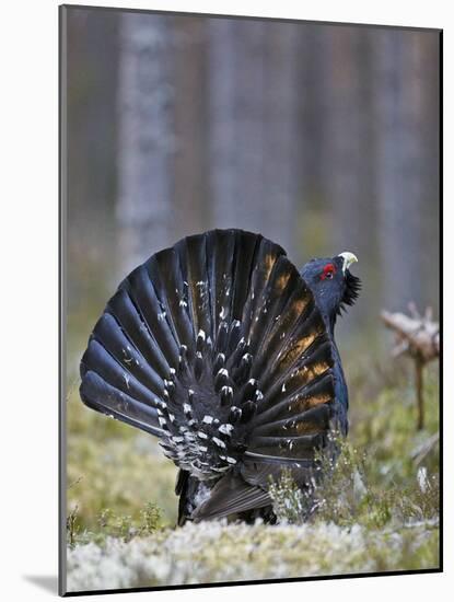 Male Capercaillie (Tetrao Urogallus) Displaying, Jalasjarvi, Finland, April-Markus Varesvuo-Mounted Photographic Print