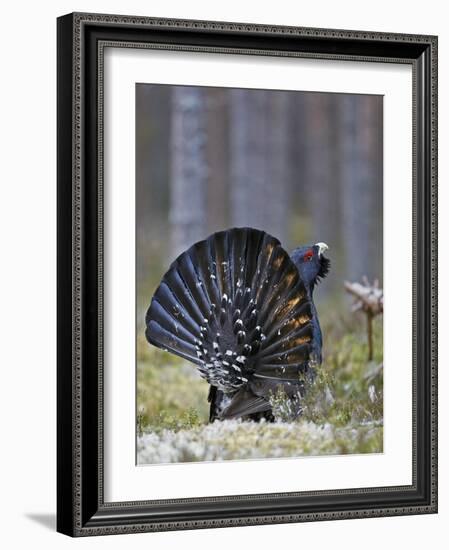 Male Capercaillie (Tetrao Urogallus) Displaying, Jalasjarvi, Finland, April-Markus Varesvuo-Framed Photographic Print