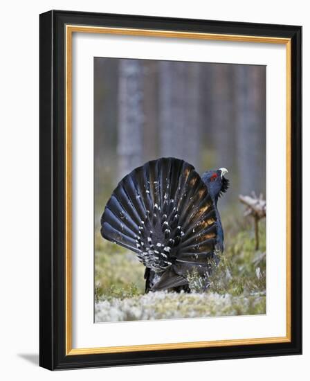 Male Capercaillie (Tetrao Urogallus) Displaying, Jalasjarvi, Finland, April-Markus Varesvuo-Framed Photographic Print