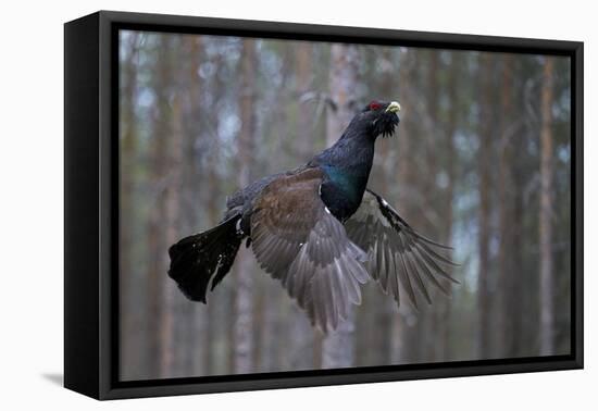 Male Capercaillie (Tetrao Urogallus) Flying, Jalasjarvi, Finland, April-Markus Varesvuo-Framed Premier Image Canvas