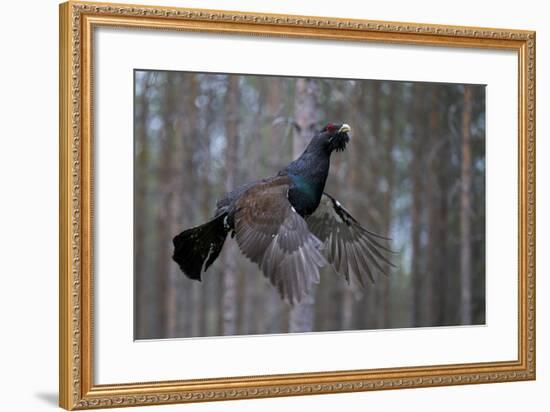 Male Capercaillie (Tetrao Urogallus) Flying, Jalasjarvi, Finland, April-Markus Varesvuo-Framed Photographic Print