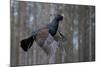 Male Capercaillie (Tetrao Urogallus) Flying, Jalasjarvi, Finland, April-Markus Varesvuo-Mounted Photographic Print