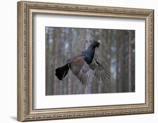 Male Capercaillie (Tetrao Urogallus) Flying, Jalasjarvi, Finland, April-Markus Varesvuo-Framed Photographic Print