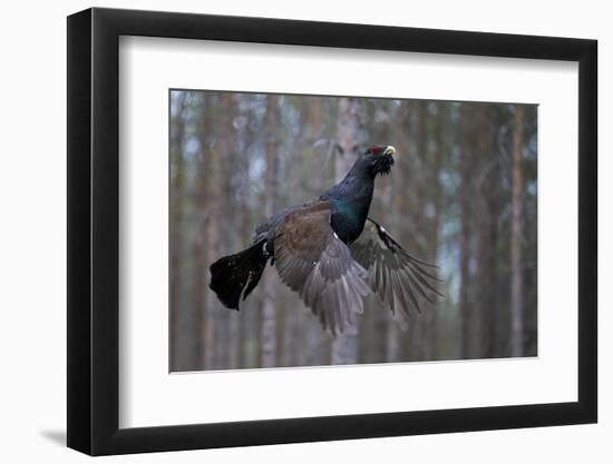 Male Capercaillie (Tetrao Urogallus) Flying, Jalasjarvi, Finland, April-Markus Varesvuo-Framed Photographic Print