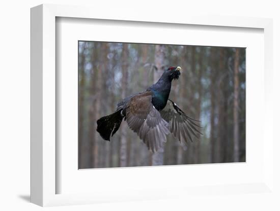 Male Capercaillie (Tetrao Urogallus) Flying, Jalasjarvi, Finland, April-Markus Varesvuo-Framed Photographic Print