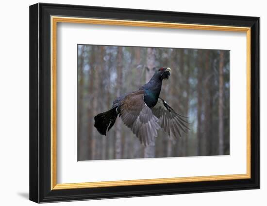 Male Capercaillie (Tetrao Urogallus) Flying, Jalasjarvi, Finland, April-Markus Varesvuo-Framed Photographic Print