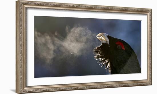 Male Capercaillie (Tetrao Urogallus) Head Portrait with Breath Visible in Cold Air-Markus Varesvuo-Framed Photographic Print