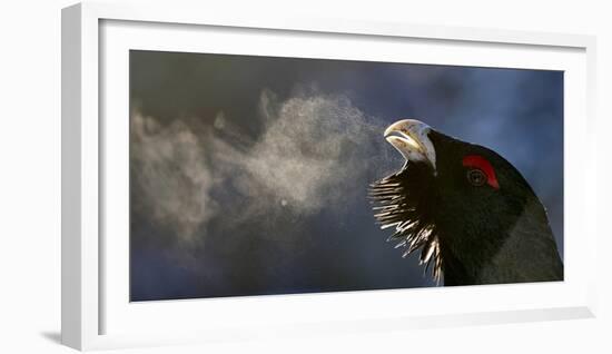 Male Capercaillie (Tetrao Urogallus) Head Portrait with Breath Visible in Cold Air-Markus Varesvuo-Framed Photographic Print