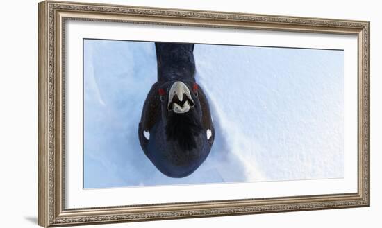 Male Capercaillie (Tetrao Urogallus) Looking Up, Kuusamo, Finland, March-Markus Varesvuo-Framed Photographic Print