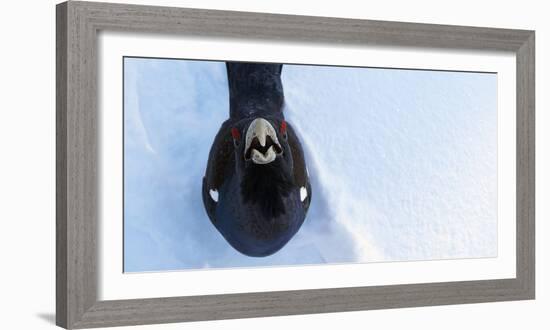 Male Capercaillie (Tetrao Urogallus) Looking Up, Kuusamo, Finland, March-Markus Varesvuo-Framed Photographic Print