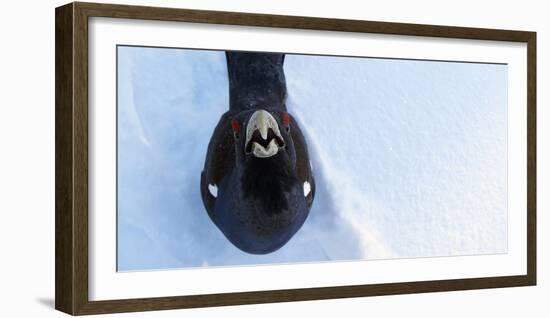 Male Capercaillie (Tetrao Urogallus) Looking Up, Kuusamo, Finland, March-Markus Varesvuo-Framed Photographic Print