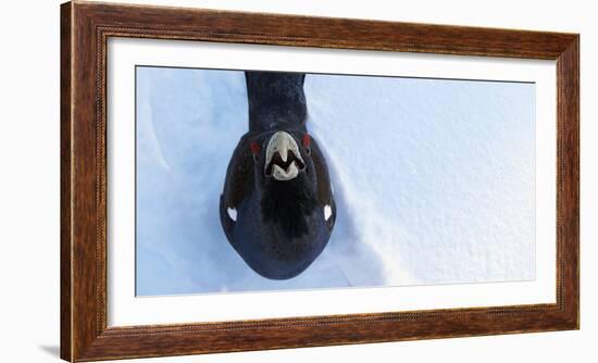 Male Capercaillie (Tetrao Urogallus) Looking Up, Kuusamo, Finland, March-Markus Varesvuo-Framed Photographic Print