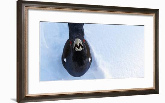 Male Capercaillie (Tetrao Urogallus) Looking Up, Kuusamo, Finland, March-Markus Varesvuo-Framed Photographic Print