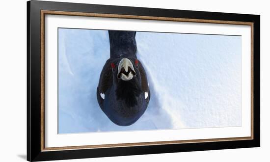 Male Capercaillie (Tetrao Urogallus) Looking Up, Kuusamo, Finland, March-Markus Varesvuo-Framed Photographic Print