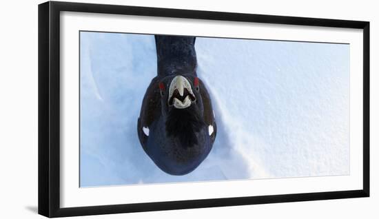 Male Capercaillie (Tetrao Urogallus) Looking Up, Kuusamo, Finland, March-Markus Varesvuo-Framed Photographic Print