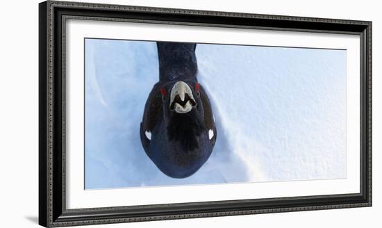 Male Capercaillie (Tetrao Urogallus) Looking Up, Kuusamo, Finland, March-Markus Varesvuo-Framed Photographic Print