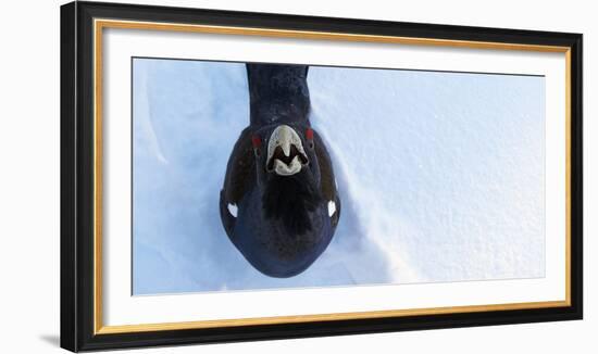 Male Capercaillie (Tetrao Urogallus) Looking Up, Kuusamo, Finland, March-Markus Varesvuo-Framed Photographic Print