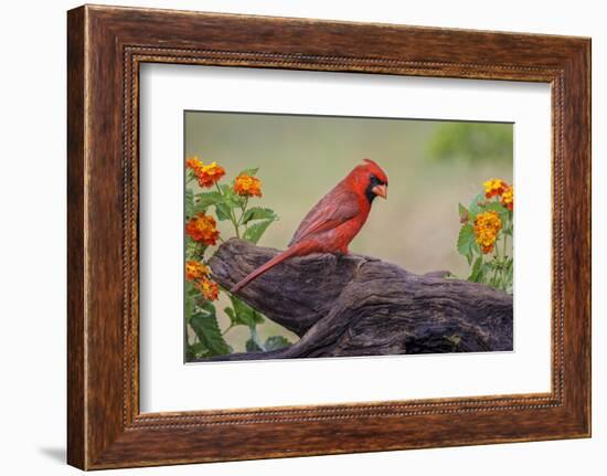 Male cardinal and flowers, Rio Grande Valley, Texas-Adam Jones-Framed Photographic Print