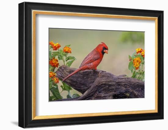 Male cardinal and flowers, Rio Grande Valley, Texas-Adam Jones-Framed Photographic Print