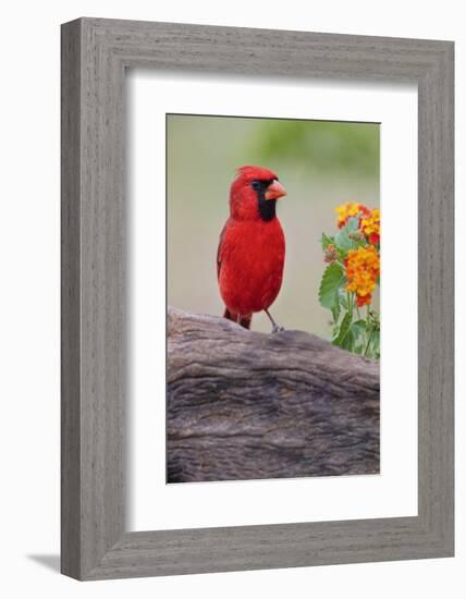 Male cardinal and flowers, Rio Grande Valley, Texas-Adam Jones-Framed Photographic Print