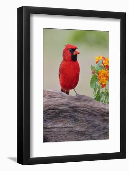 Male cardinal and flowers, Rio Grande Valley, Texas-Adam Jones-Framed Photographic Print