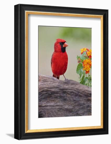 Male cardinal and flowers, Rio Grande Valley, Texas-Adam Jones-Framed Photographic Print