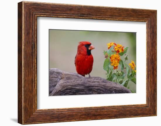 Male cardinal and flowers, Rio Grande Valley, Texas-Adam Jones-Framed Photographic Print