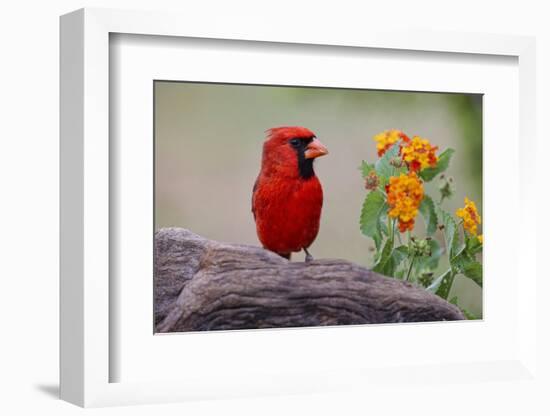 Male cardinal and flowers, Rio Grande Valley, Texas-Adam Jones-Framed Photographic Print