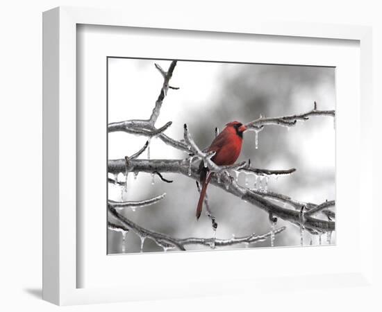 Male Cardinal Braving the Cold-Jai Johnson-Framed Giclee Print