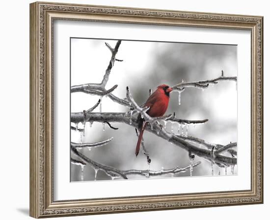 Male Cardinal Braving the Cold-Jai Johnson-Framed Giclee Print