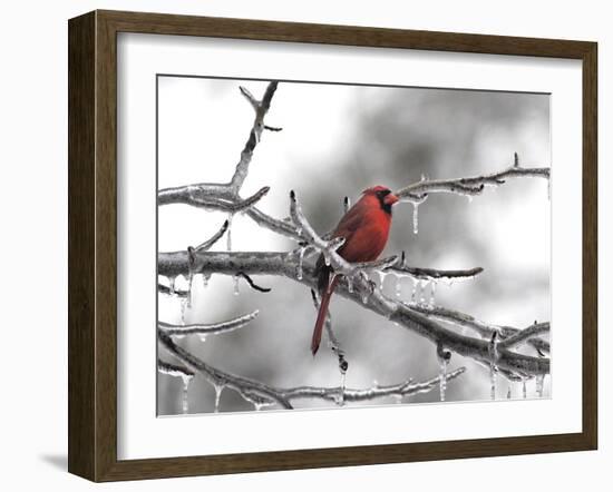 Male Cardinal Braving the Cold-Jai Johnson-Framed Giclee Print