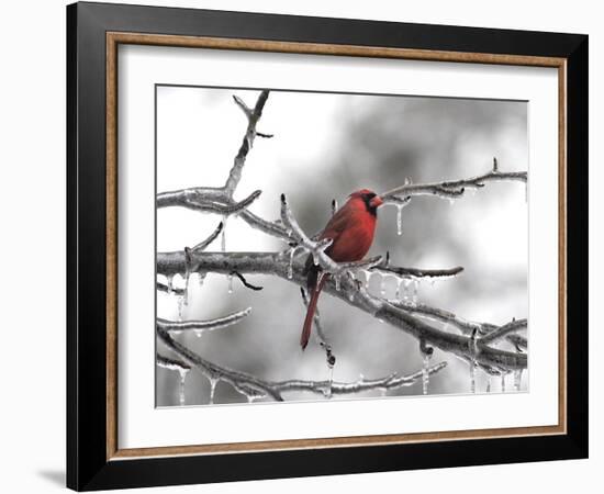 Male Cardinal Braving the Cold-Jai Johnson-Framed Giclee Print