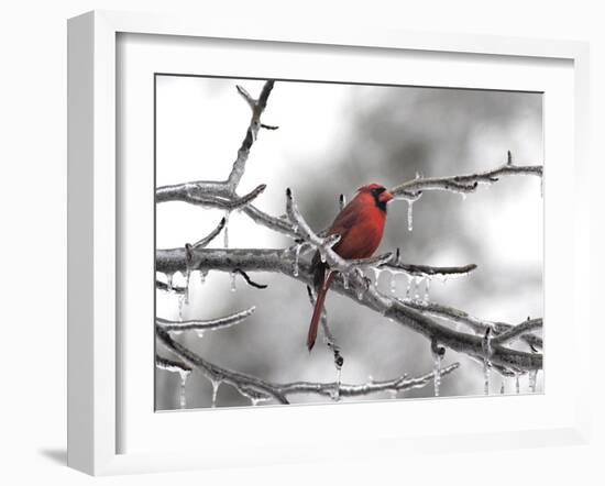 Male Cardinal Braving the Cold-Jai Johnson-Framed Giclee Print