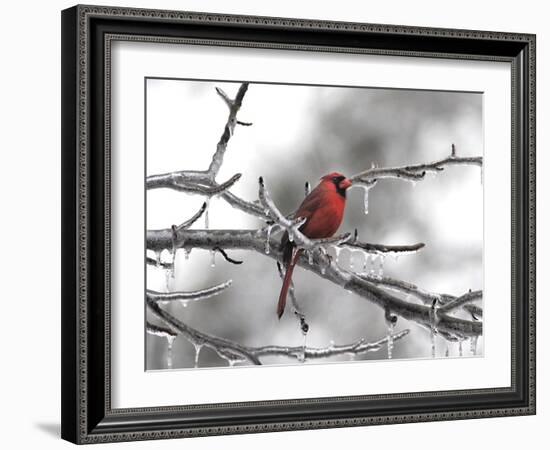 Male Cardinal Braving the Cold-Jai Johnson-Framed Giclee Print