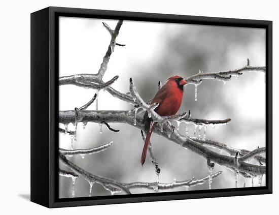 Male Cardinal Braving the Cold-Jai Johnson-Framed Premier Image Canvas