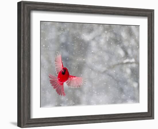 Male Cardinal With Wings Spread, Indianapolis, Indiana, USA-Wendy Kaveney-Framed Photographic Print