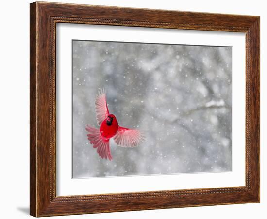 Male Cardinal With Wings Spread, Indianapolis, Indiana, USA-Wendy Kaveney-Framed Photographic Print