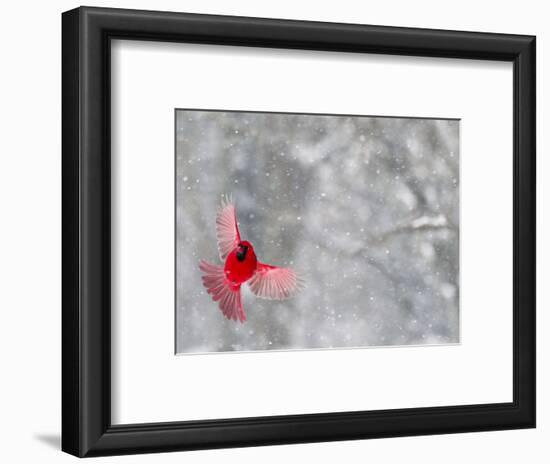 Male Cardinal With Wings Spread, Indianapolis, Indiana, USA-Wendy Kaveney-Framed Photographic Print