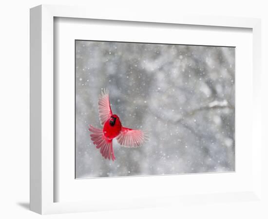 Male Cardinal With Wings Spread, Indianapolis, Indiana, USA-Wendy Kaveney-Framed Photographic Print