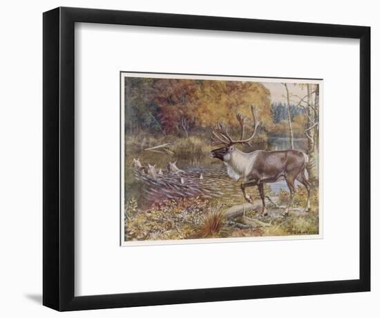 Male Caribou Watches Females Swim Across a River-E. Calawell-Framed Art Print